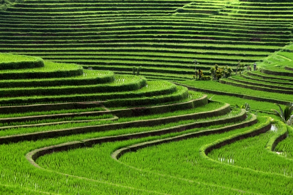 Bali Paddy Field