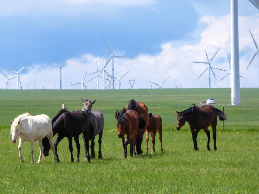 Inner Mongolia 3