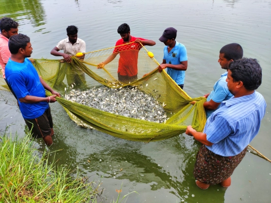 Odisha Fishing 1